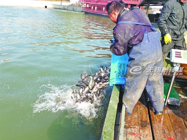 太湖放流魚苗，治理藍(lán)藻