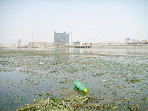 海河水草泛濫