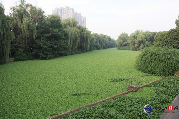 南京綠博園旁水生植物泛濫