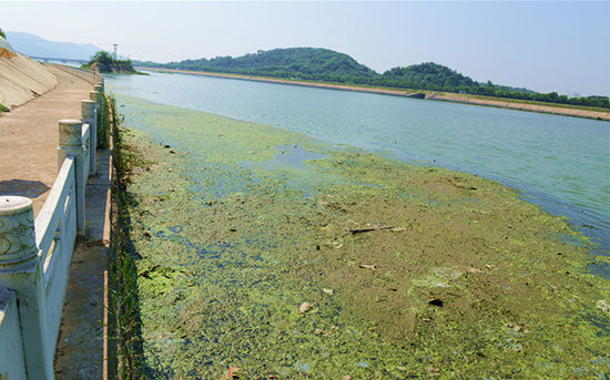 浉河下游垃圾遍地