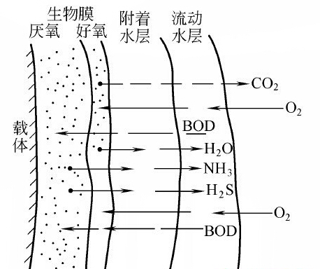 生物膜的基本結(jié)構(gòu)