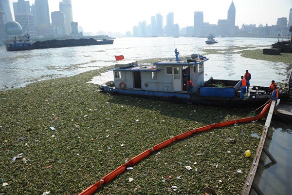 上海外灘景觀水域水葫蘆泛濫成災(zāi)