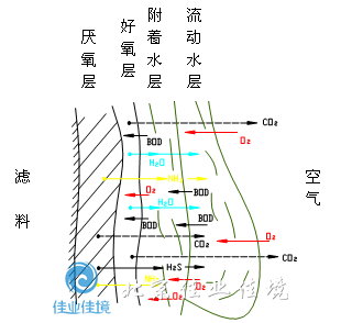 生物膜上的各種反應(yīng)